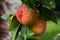Fresh harvest of peaches. Organic background