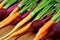 Fresh harvest of young juicy fresh carrots and beets with leaves