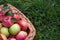 Fresh harvested autumn apples in a basket close-up