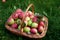 Fresh harvested autumn apples in a basket high angle shot