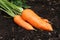 Fresh harvested carrots