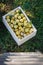 Fresh harvested greengage in crate