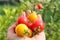 Fresh harvested homegrown cherry tomatoes in hand