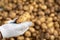 Fresh harvested potato in hand over pile of potatoes background