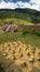 Fresh harvested Rice Drying in the Sun - Maligcong Rice Terraces