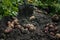 Fresh harvesting potatoes