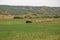 Fresh hay newly baled still in the field