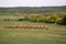 Fresh hay newly baled still in the field