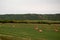 Fresh hay newly baled still in the field