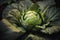 Fresh head of cabbage growing in the garden, large close-up. Healthy eating concept.