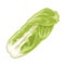 Fresh head of napa cabbage. Vector color flat illustration