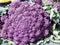 Fresh head purple roman cauliflowers on the market.