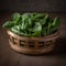 Fresh and Healthy Baby Spinach in a Wooden Basket