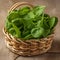 Fresh and Healthy Baby Spinach in a Wooden Basket