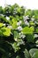 fresh and healthy Edamame stock on tree