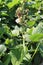 fresh and healthy Edamame stock on tree