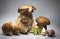 Fresh healthy happy family of mushrooms cep porcini boletus edulis with basil herb and garlic