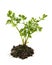 Fresh and healthy leaved parsley plant