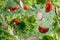 Fresh and healthy salad ingredients arugula, lettuce, radish, and tomato on green background