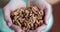 Fresh healthy walnuts in hands of woman closeup