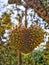 Fresh heart shaped durian fruit on tree