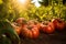 fresh heirloom tomatoes growing in evening garden, Generative AI