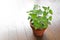 Fresh herb catnip in a flowerpot