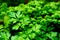 Fresh herb: flatleaf parsley