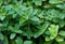 Fresh herb: Italian Oregano