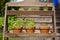 Fresh herbage in pots