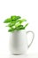 Fresh herbal leaves in mug