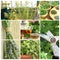 Fresh herbs on balcony garden