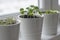 Fresh herbs basil Ocimum basilicum, marjoram Origanum majorana and thyme Thymus vulgaris in white pots on window