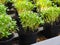 Fresh herbs growing in pots