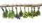 Fresh herbs hang in bundles on a branch