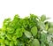 Fresh herbs over white background. Healthy food ingredients