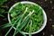 Fresh herbs - parsley, celery, sorrel, green onions, coriander