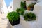 Fresh herbs in pots on the stairs of the street in Ostuni town, Apulia region, Italy, Adriatic Sea