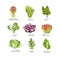 Fresh herbs set, oak leaf, romaine, chard, mache, radicchio, lollo, rosso, iceberg lettuce, mizuna, butterhead plants