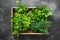 Fresh herbs, spice, parsley in wooden box on vintage black table