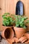 Fresh Herbs In Terracotta Pots