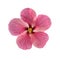Fresh hibiscus flower