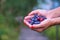 Fresh highbush blueberries and gooseberries