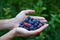 Fresh highbush blueberries and gooseberries on female hands