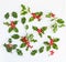 Fresh holly with red berries for design elements