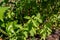 Fresh Holy Basil plant  basil growing in a Greenhouse