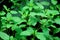 Fresh Holy herbal Basil plant