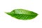 Fresh Homalomena Wallisii leafKing of Heartstropical green isolate on white background..Local plants in the tropical regions of