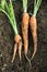 Fresh homegrown carrots sticking up from the ground