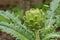 Fresh homegrown green vegetable Globe artichoke head bud in the